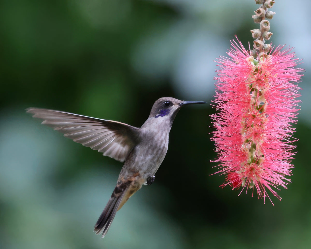 Brown Violetear 92602