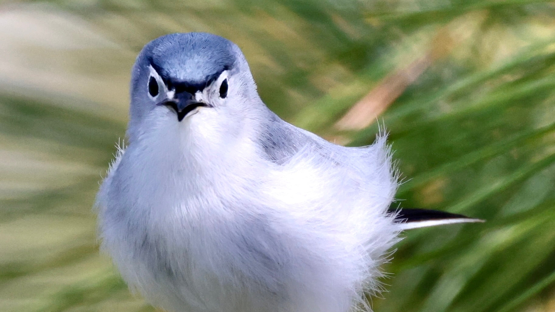 Angry Bird