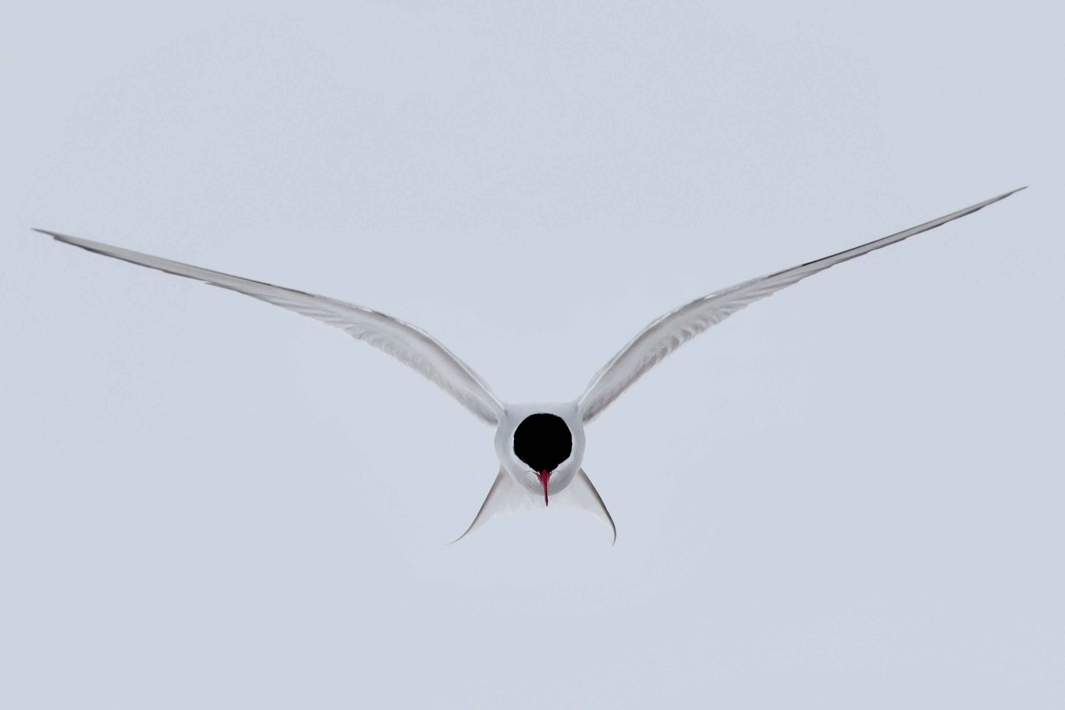 ELEGANCE IN MOTION