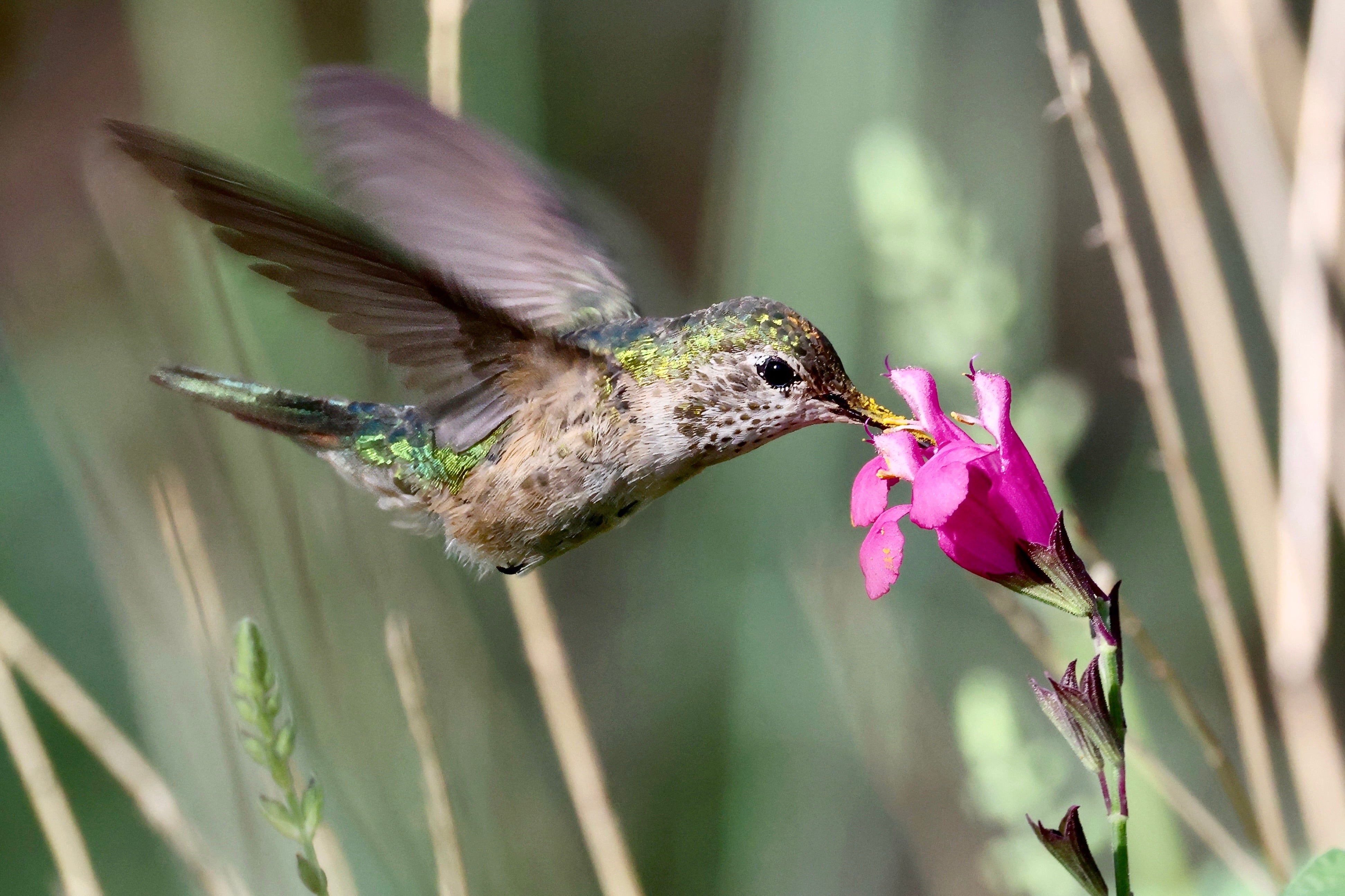 POLLINATOR
