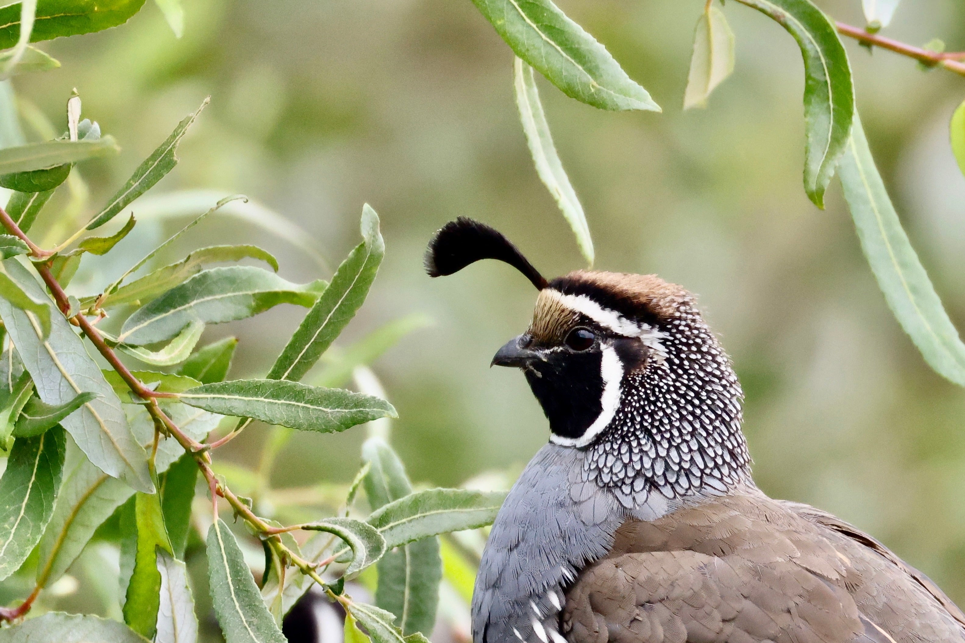 California Quail