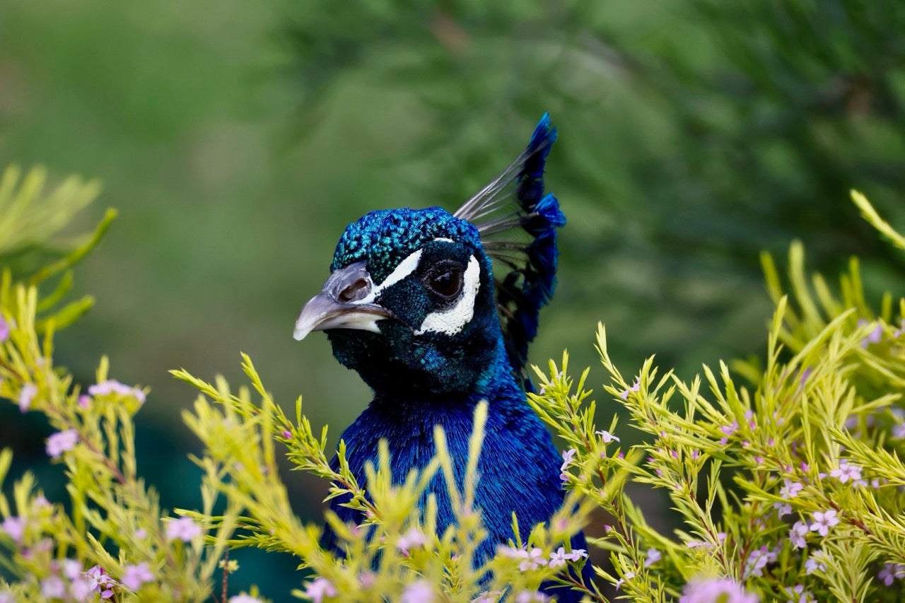 PEEKING PEACOCK