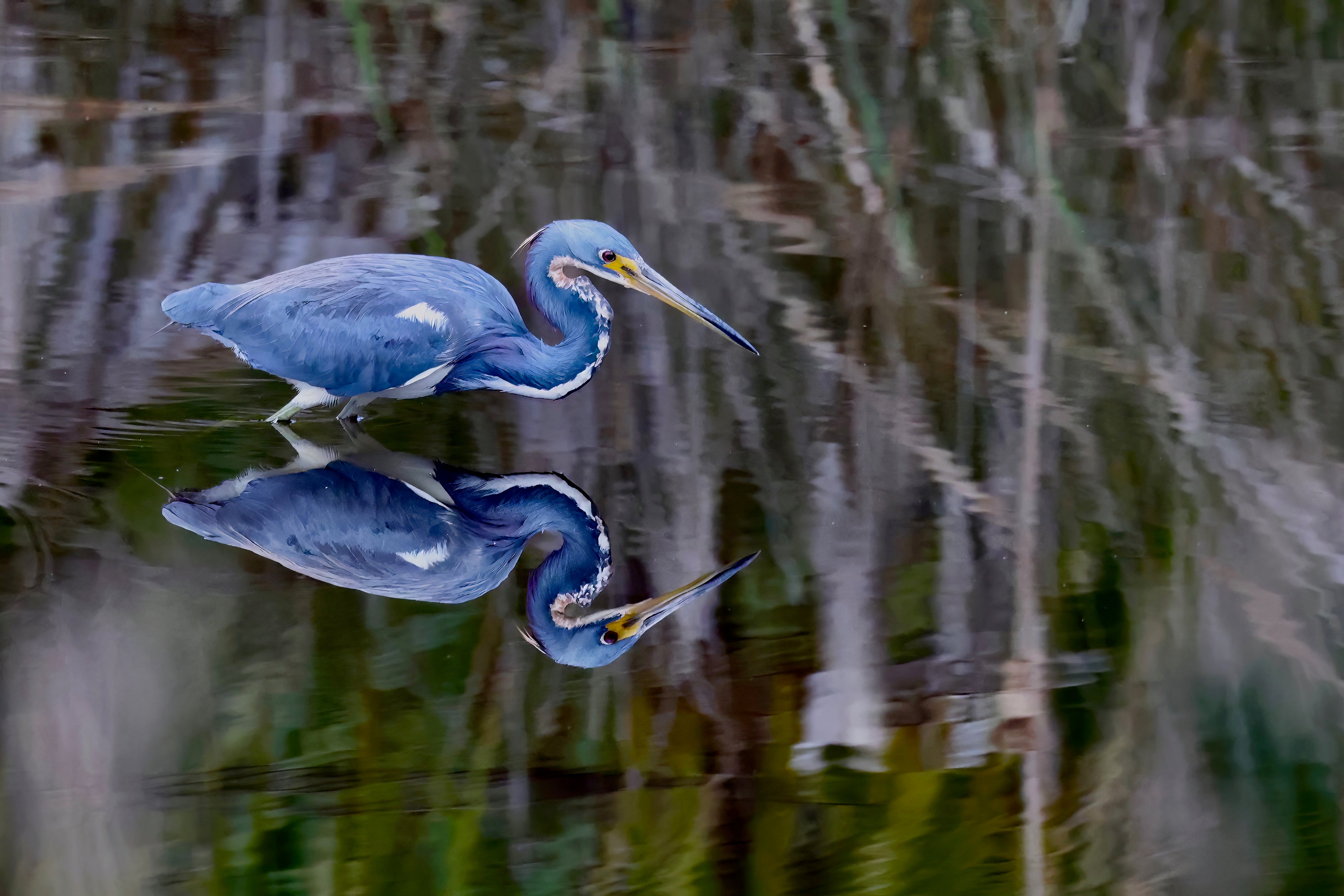 Mirrored Tricolored Heron
