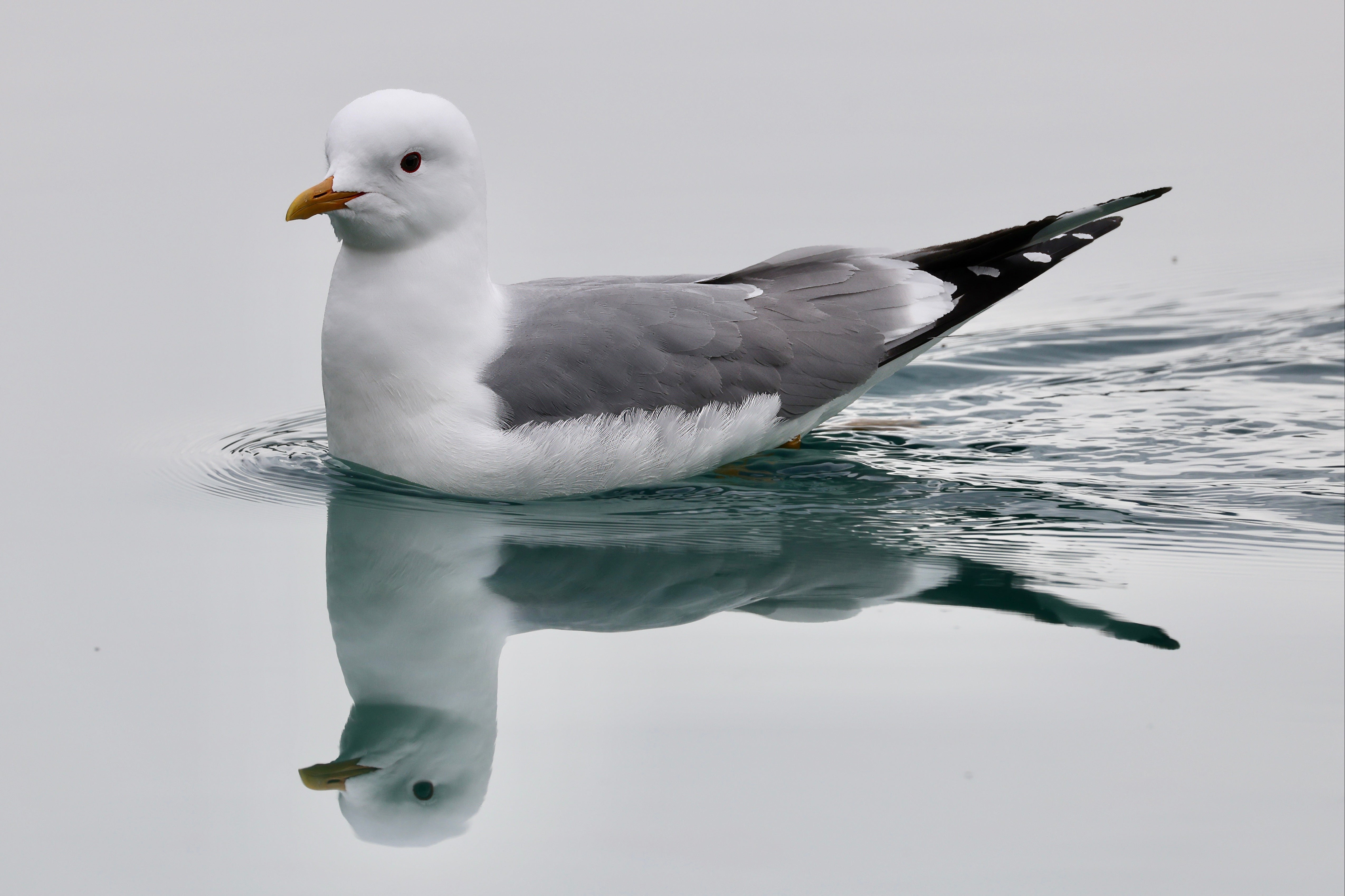 Short-billed Reflection