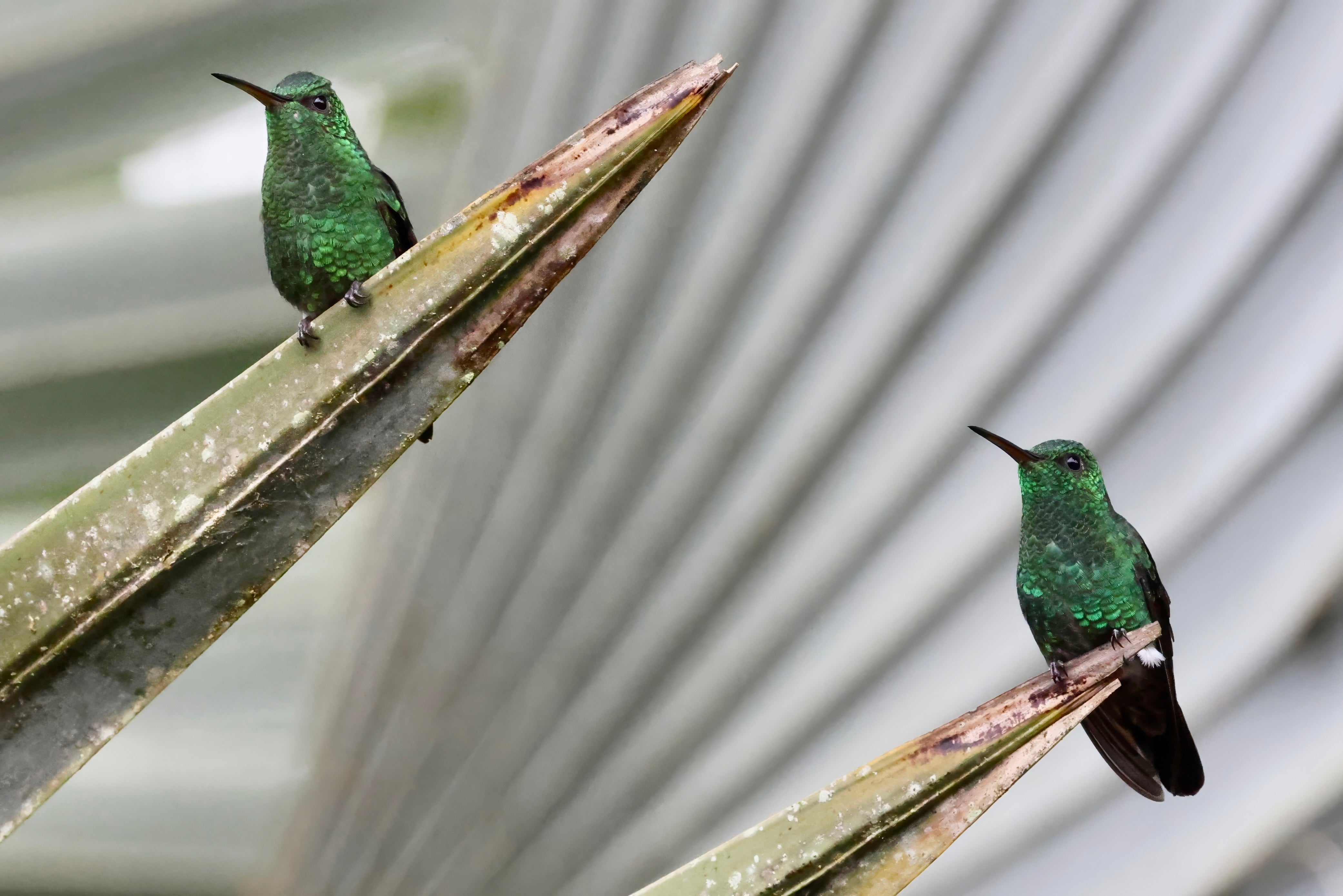 Emeralds on Palm