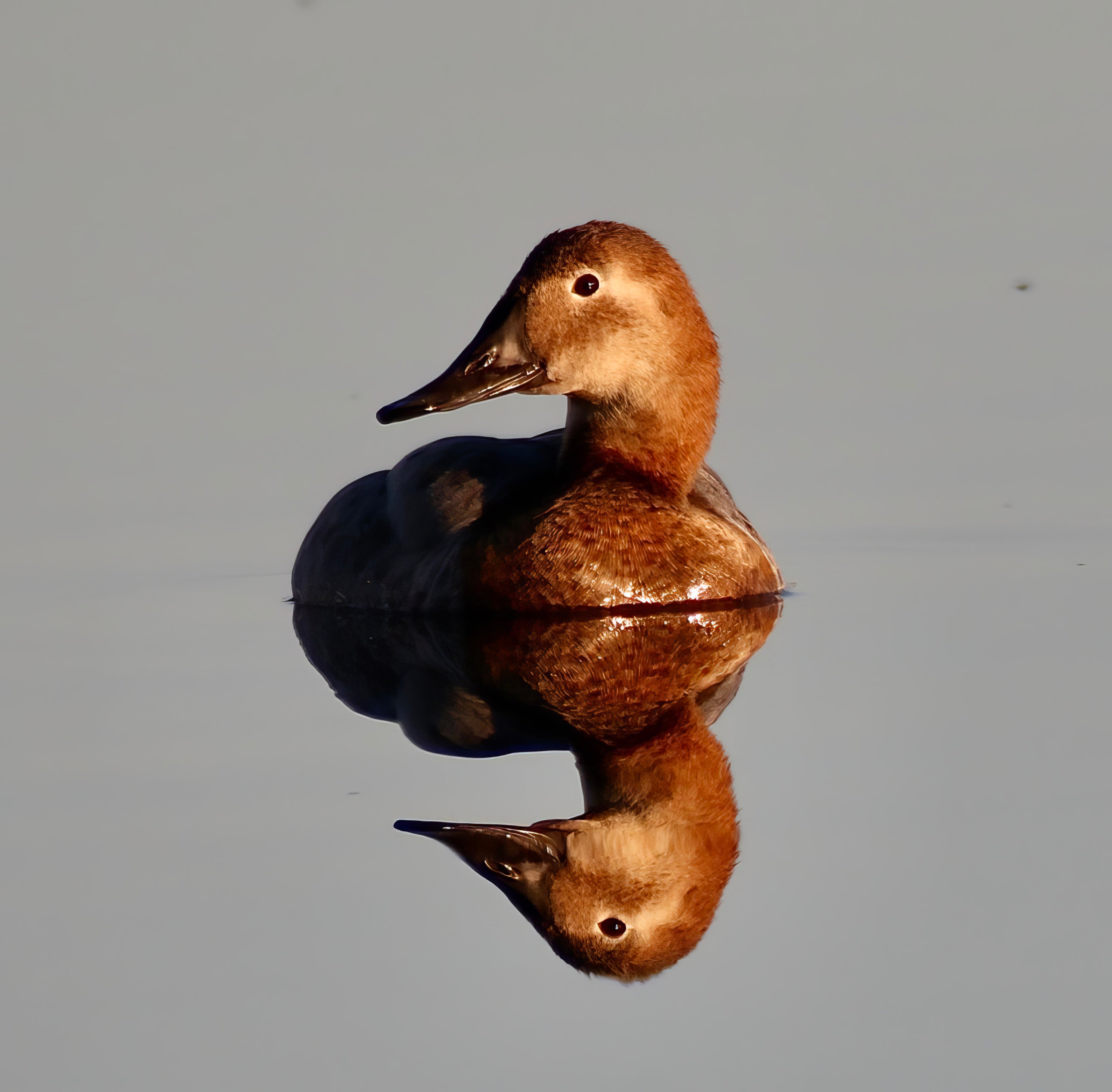 CANVASBACK