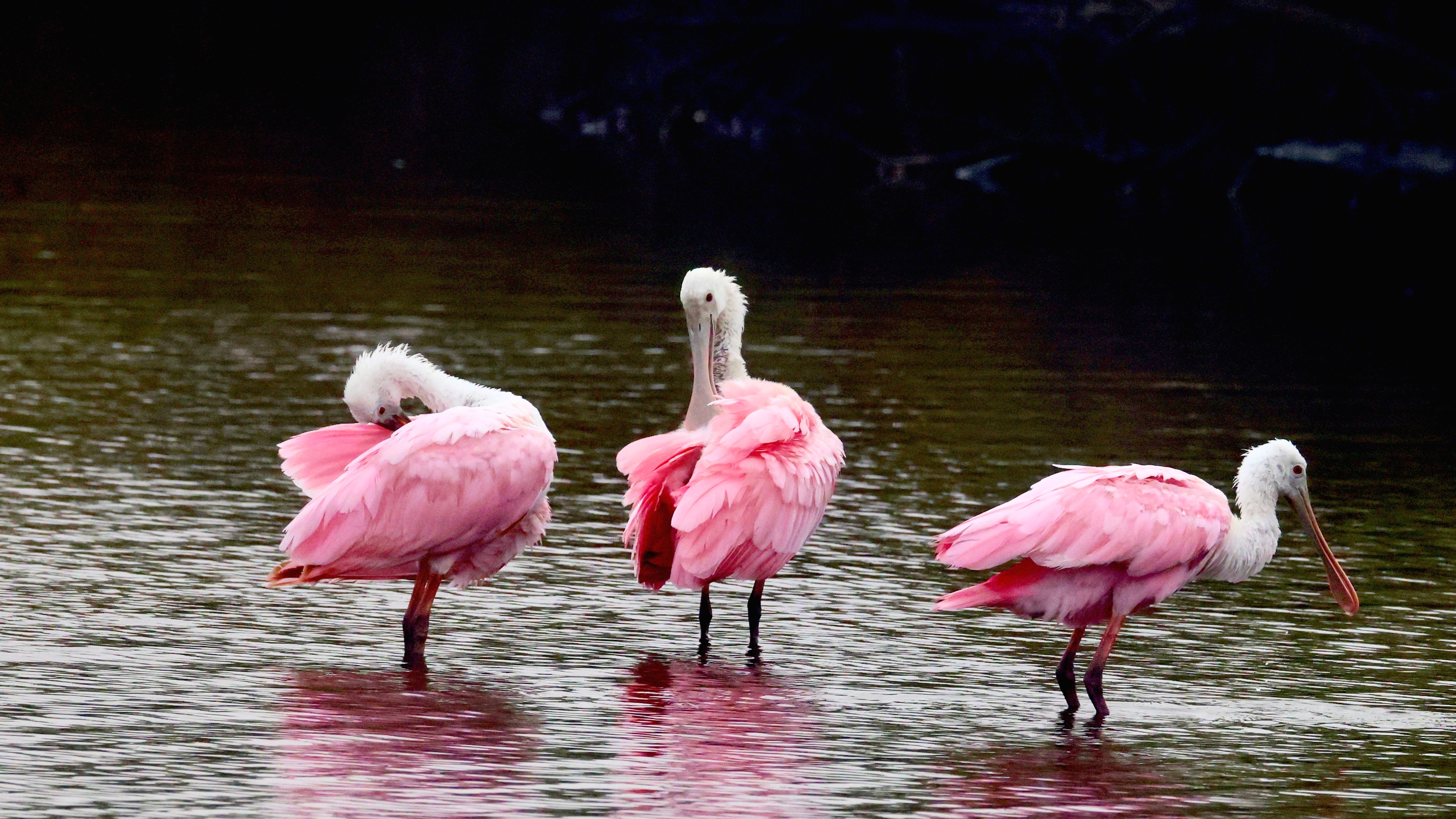 Three Pink Bathers