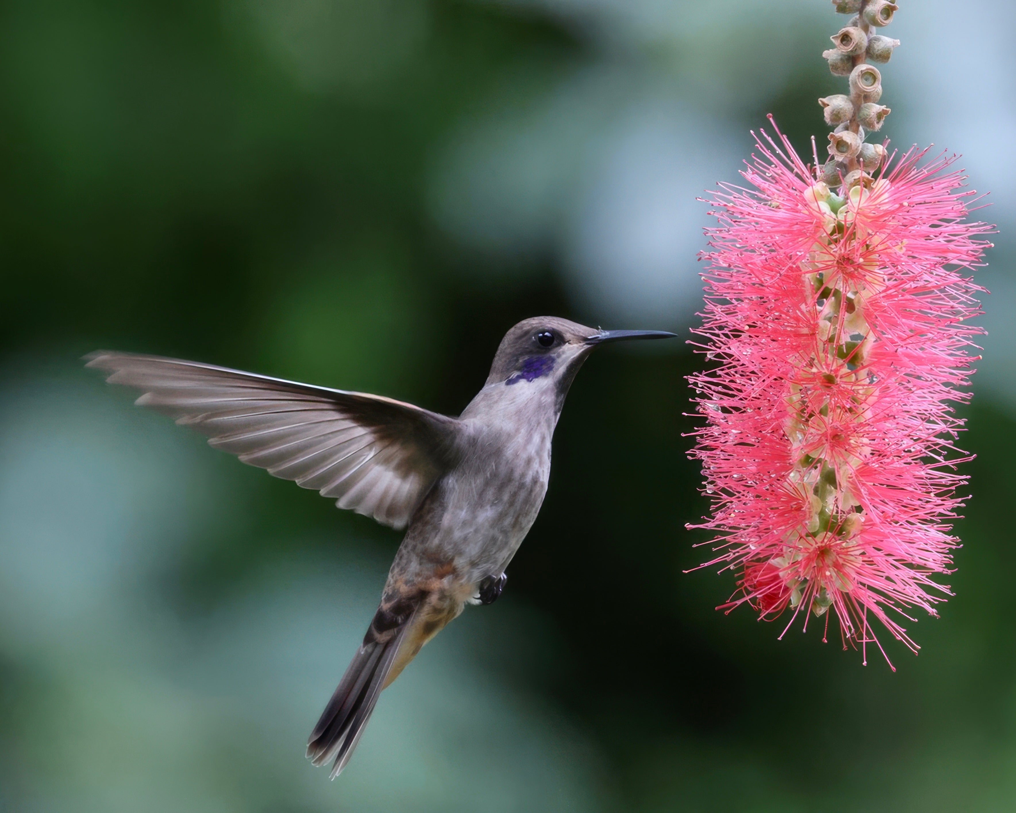 Brown Violetear 92602