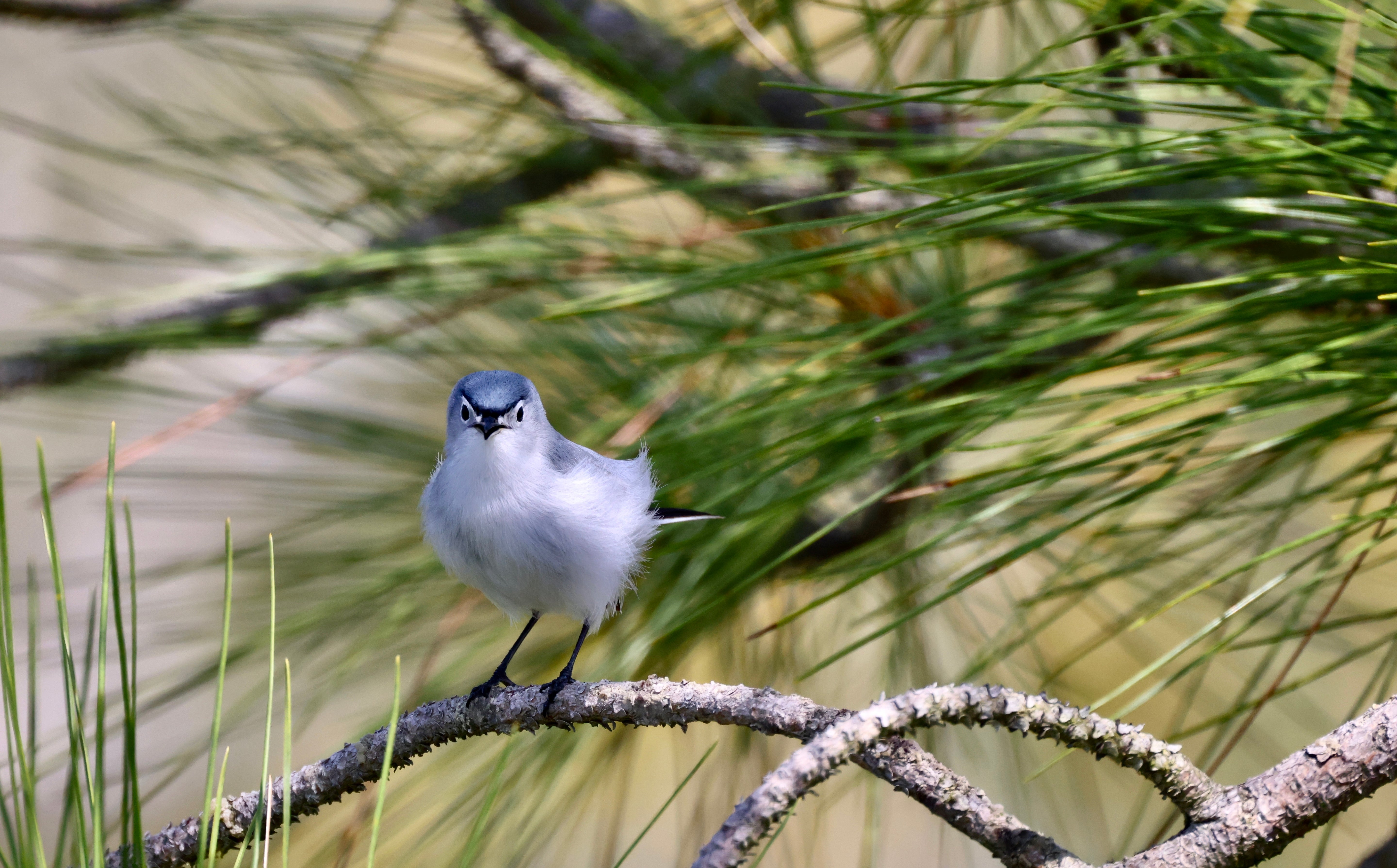 Don't Mess With My Nest