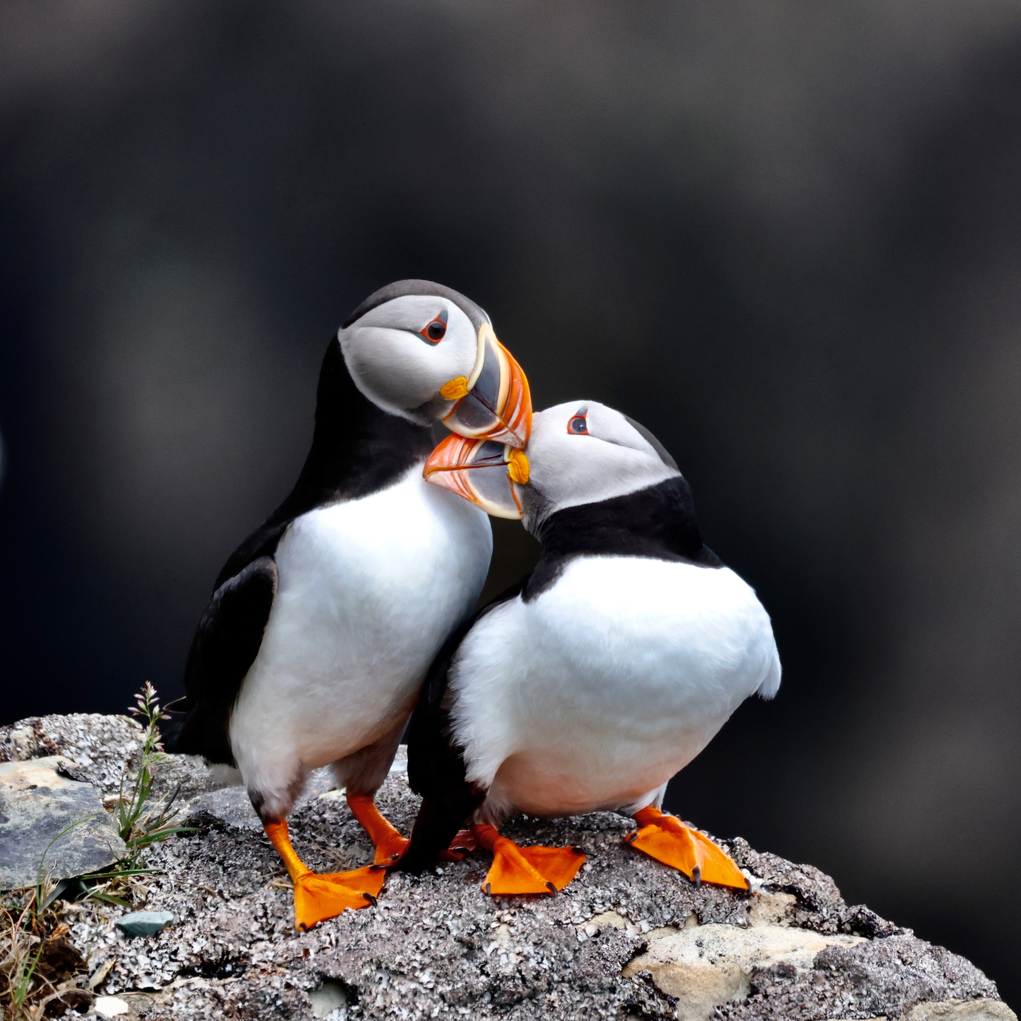 Puffin Love