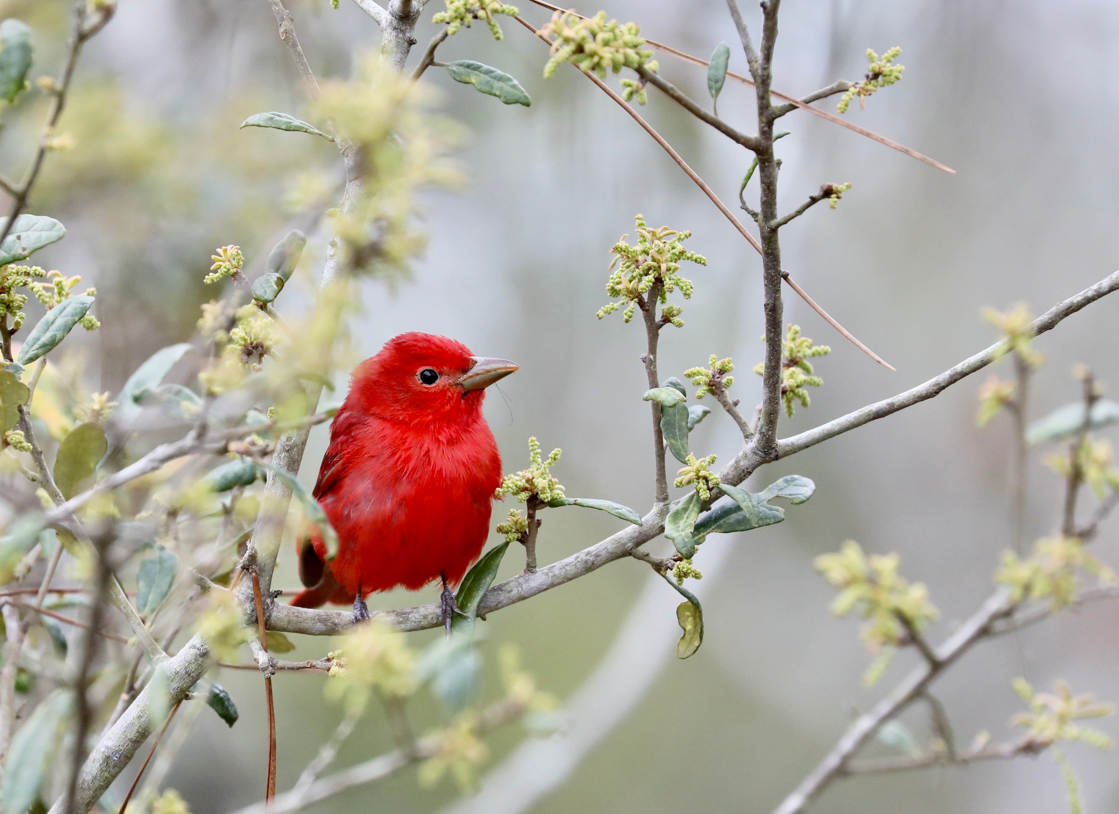 Summer Tanager