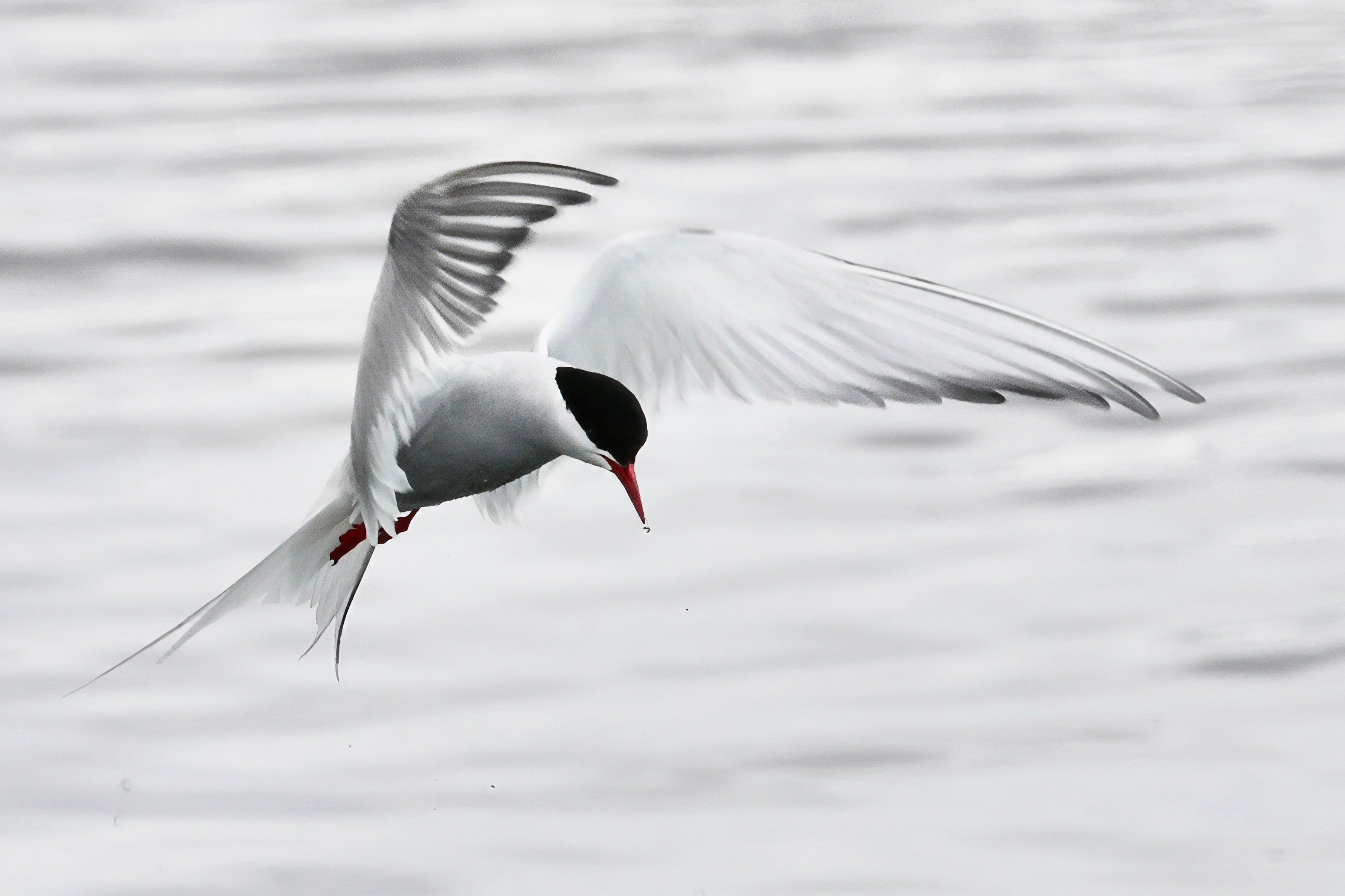 Dive Bomber