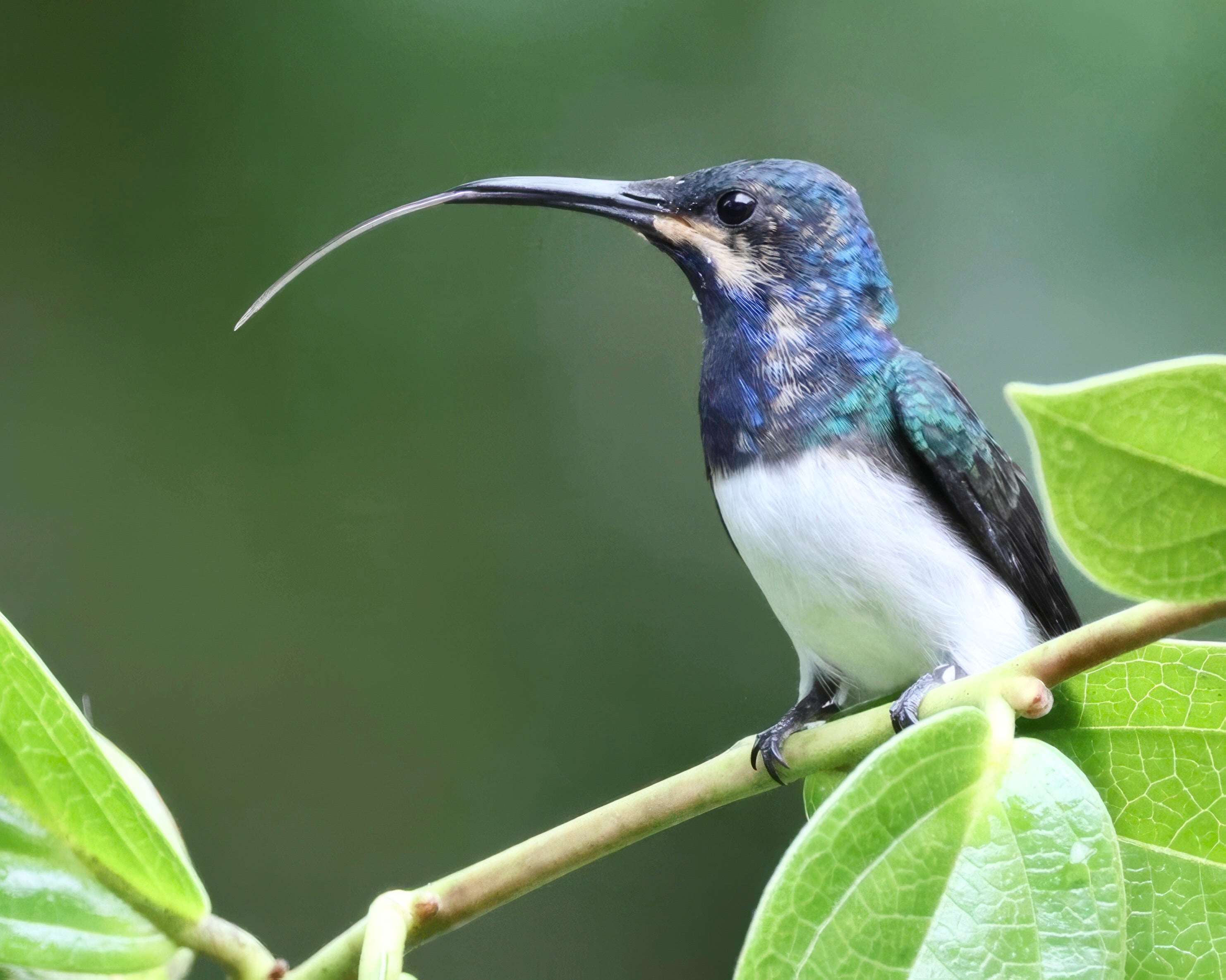 White-necked Jacobin 92604