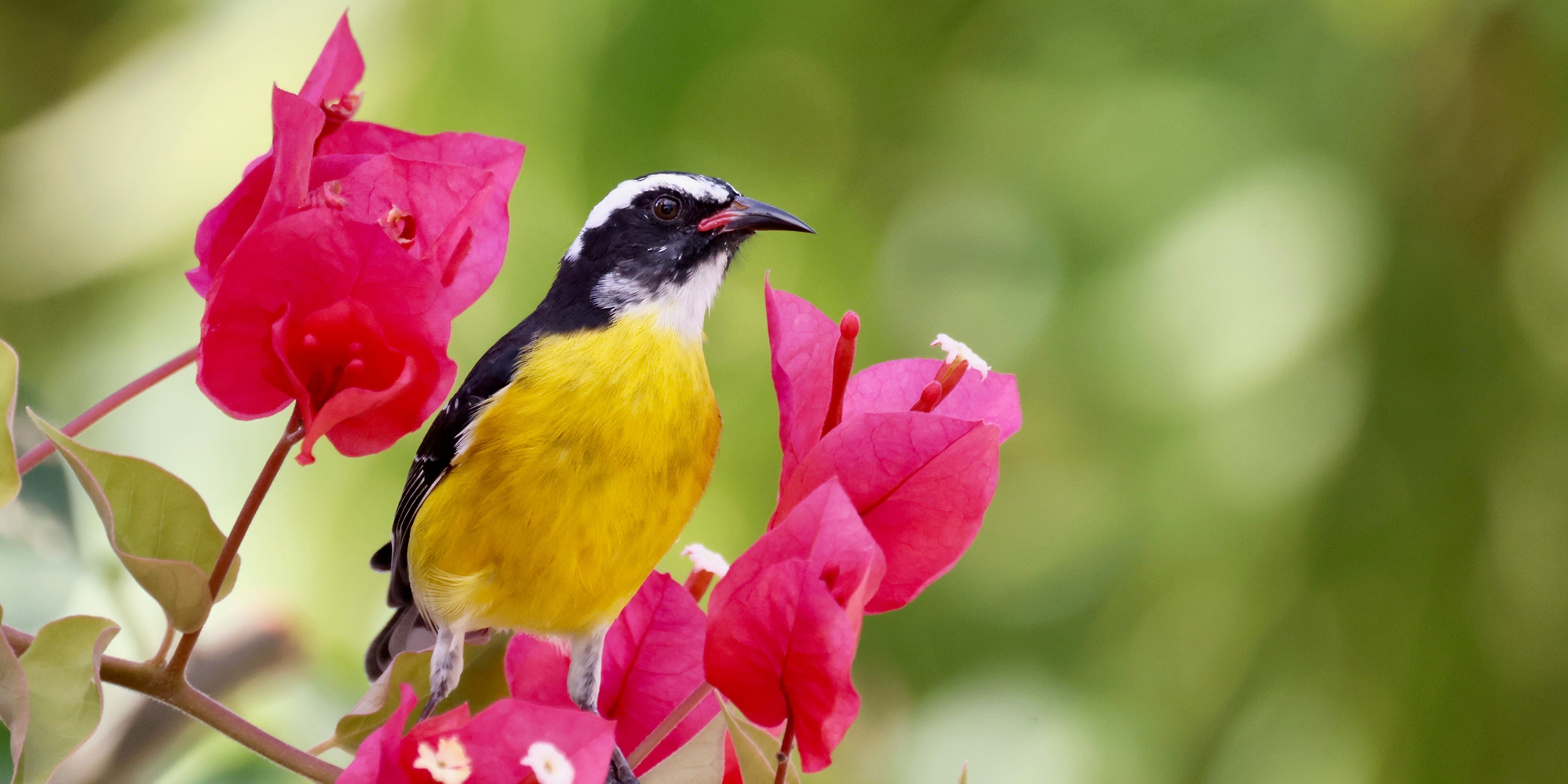 BANANAQUIT