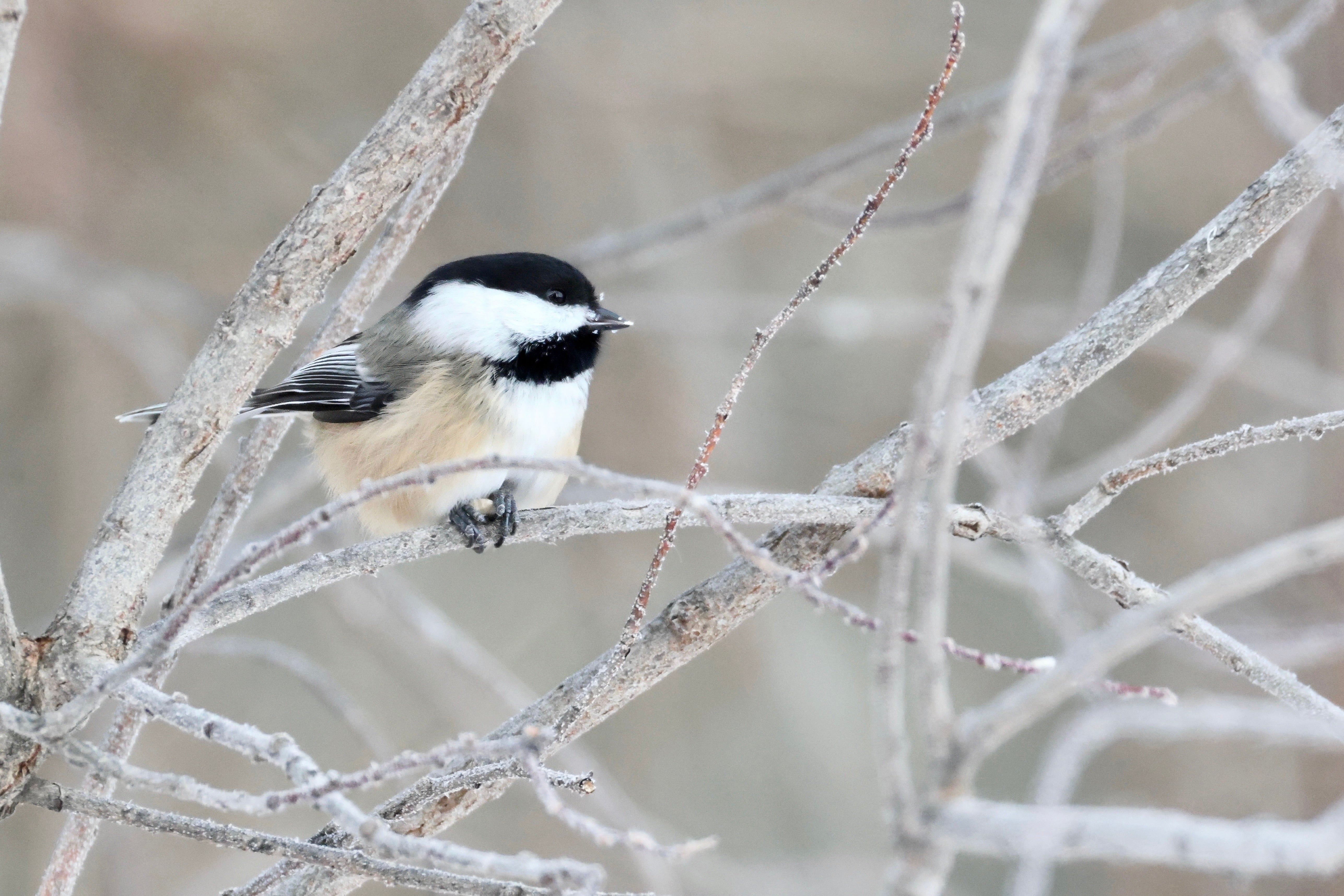 Black-capped Chickadee