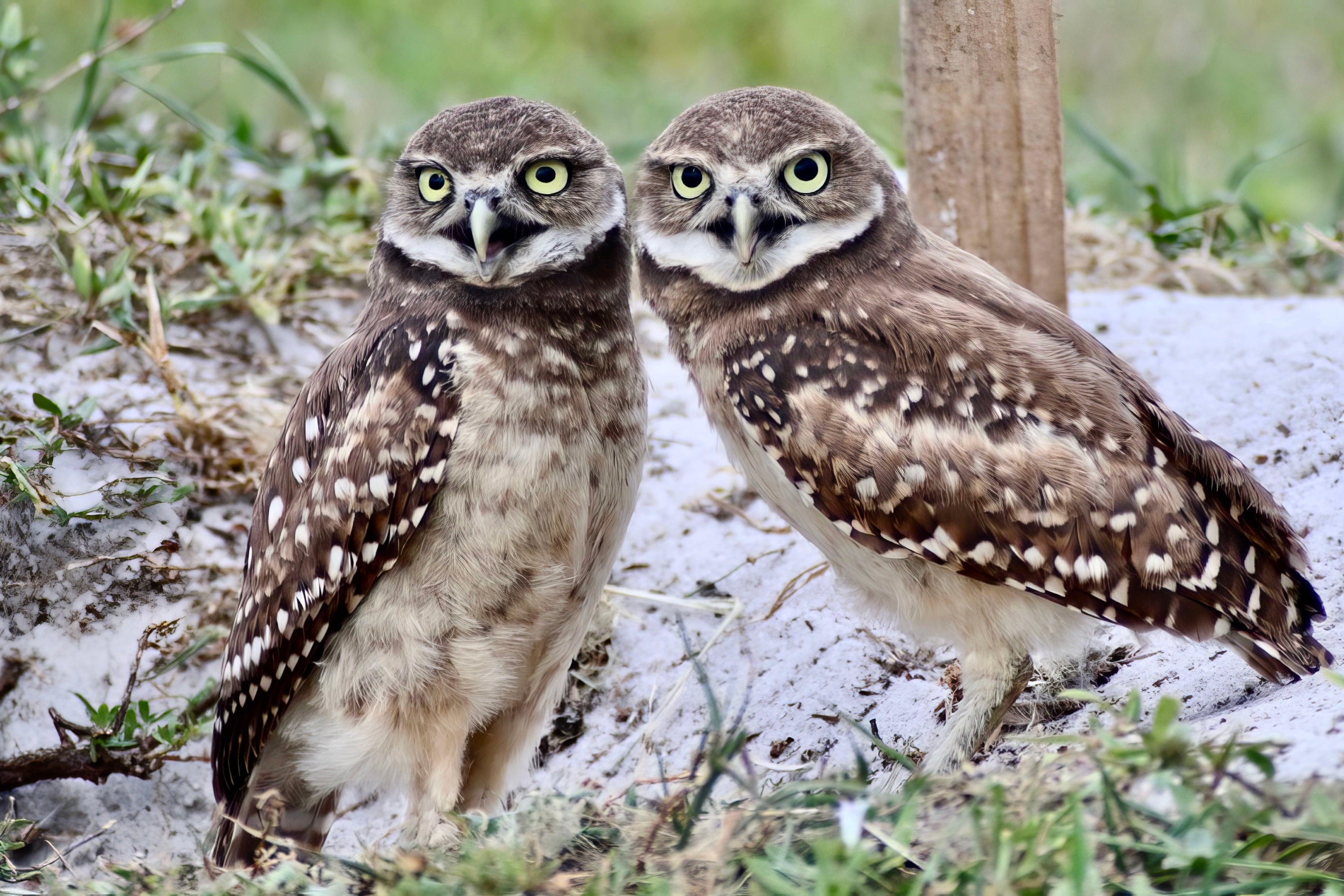 Burrowing Owl Pair