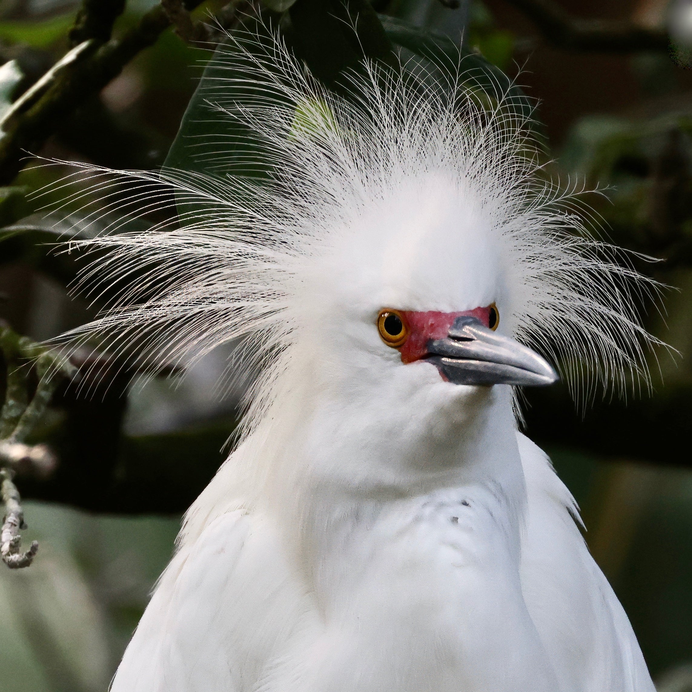 BAD HAIR DAY