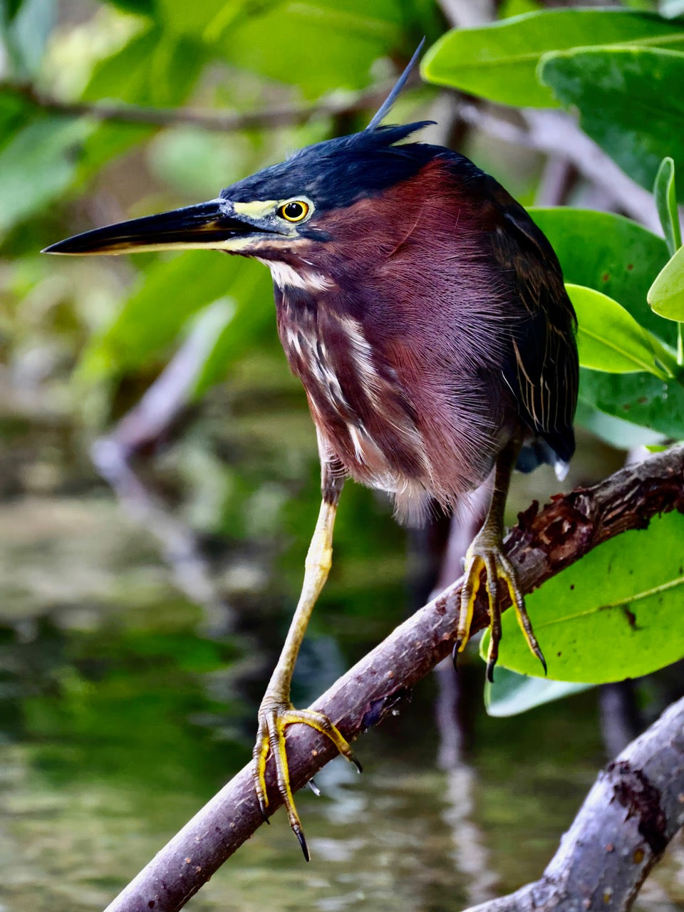 Green Heron
