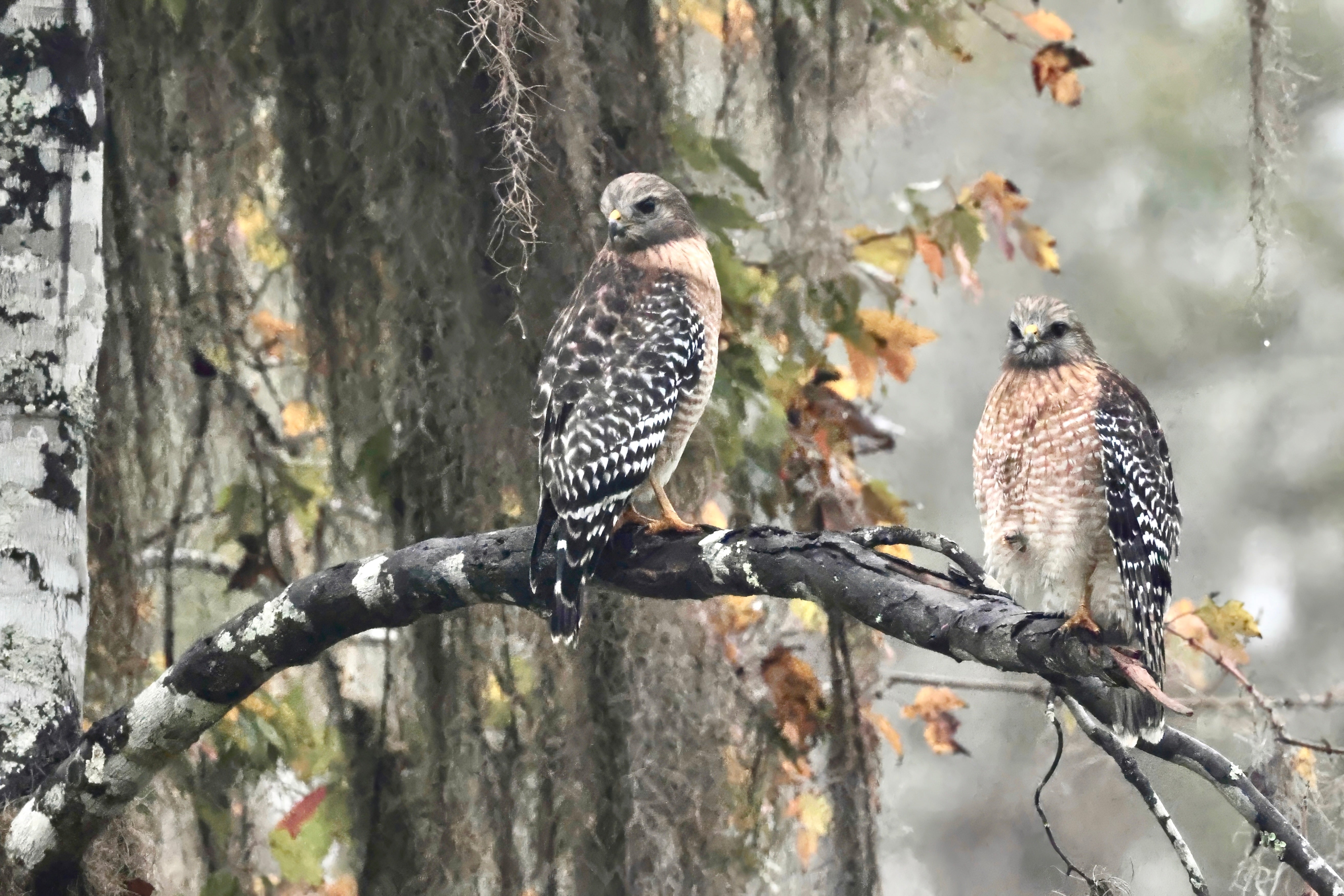 Red-Shouldered Pair