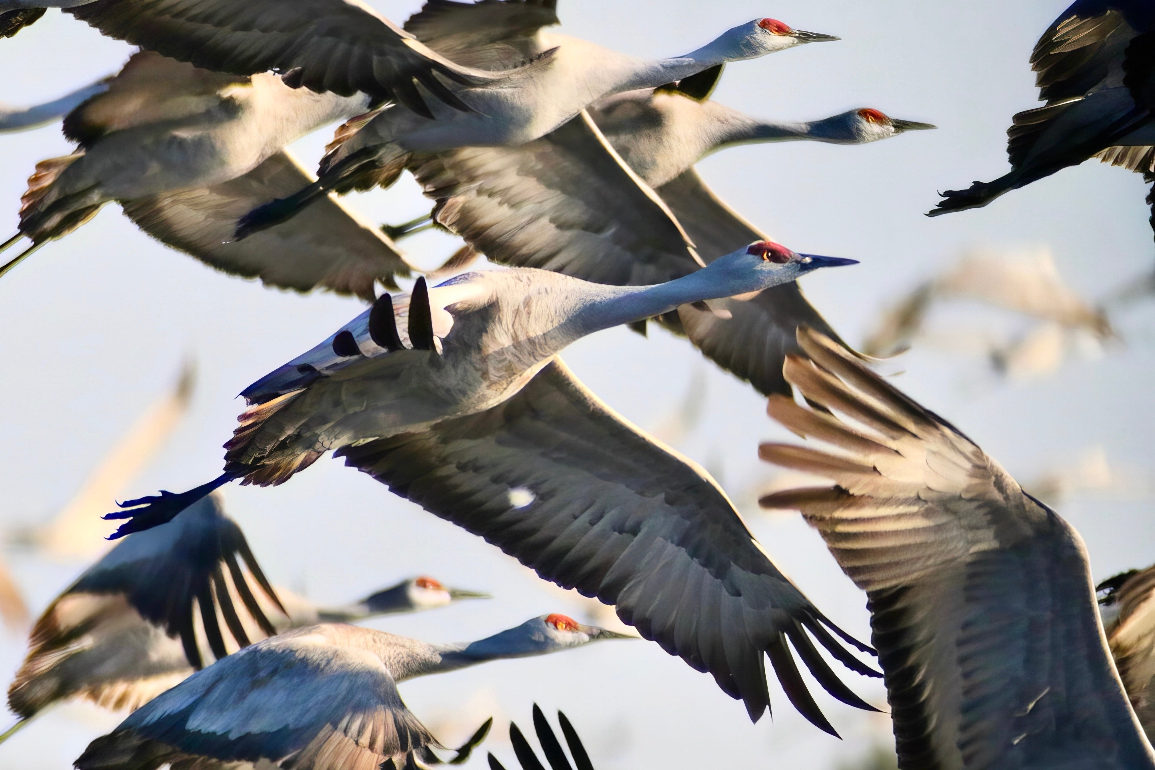 Swoop of Cranes