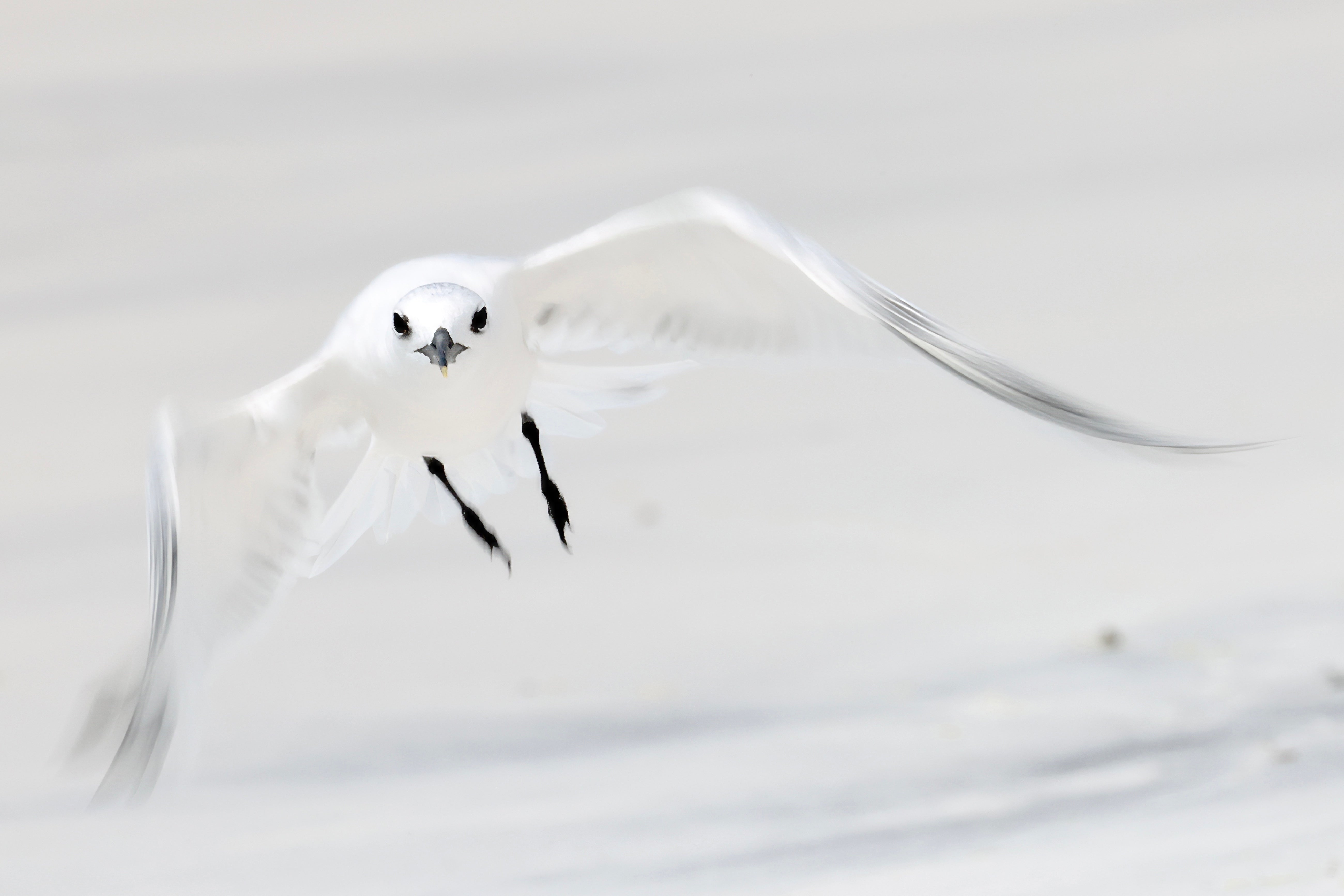 SANDWICH TERN IN FLIGHT