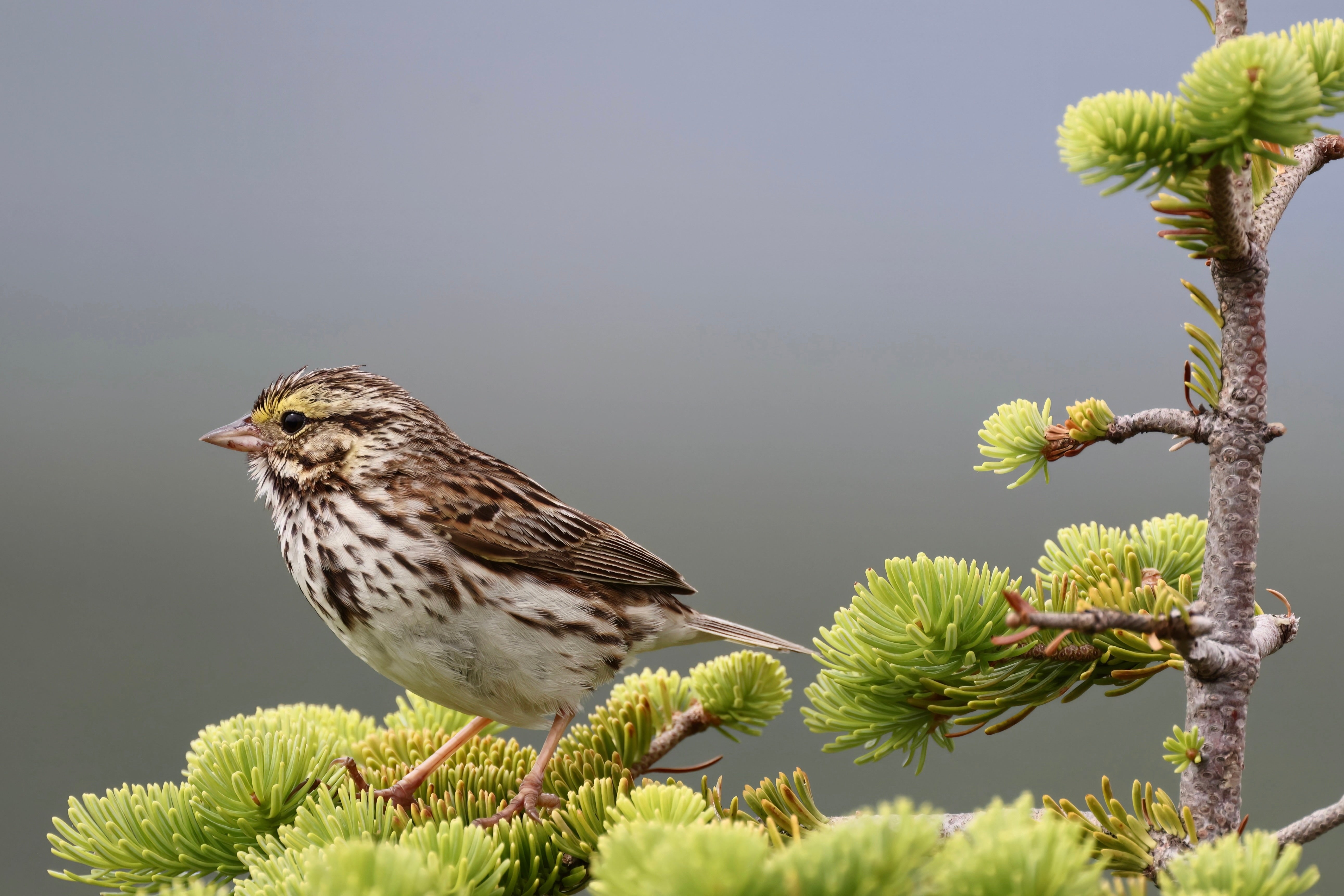 Savannah Sparrow