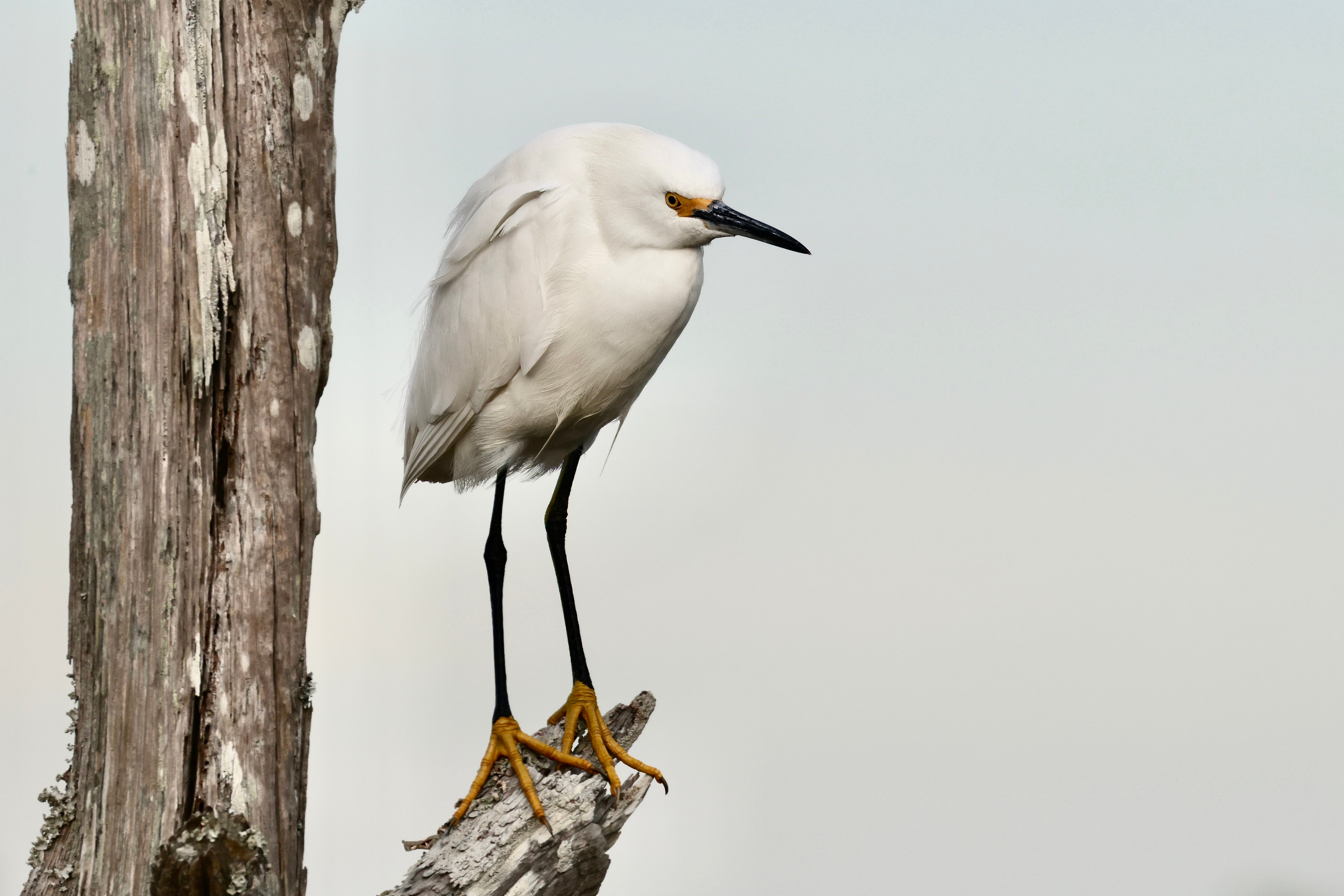 Snowy Egret