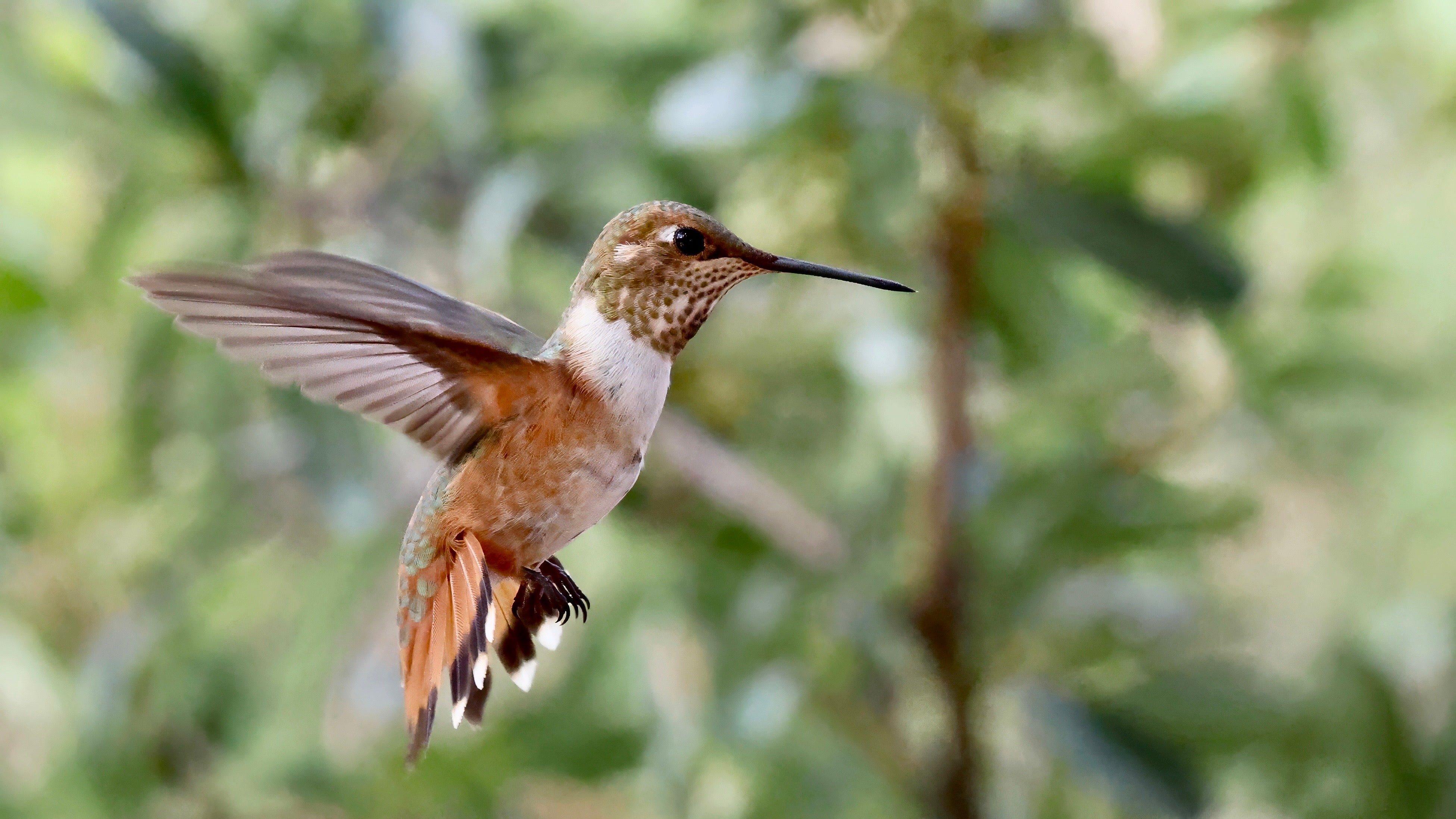 Rufous Hummingbird 92504