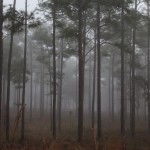 Longleaf Pine Forest at Paisley Woods