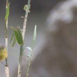 golden crown warbler