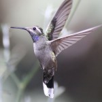 Blue throated hummingbird