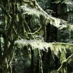 rainforest moss